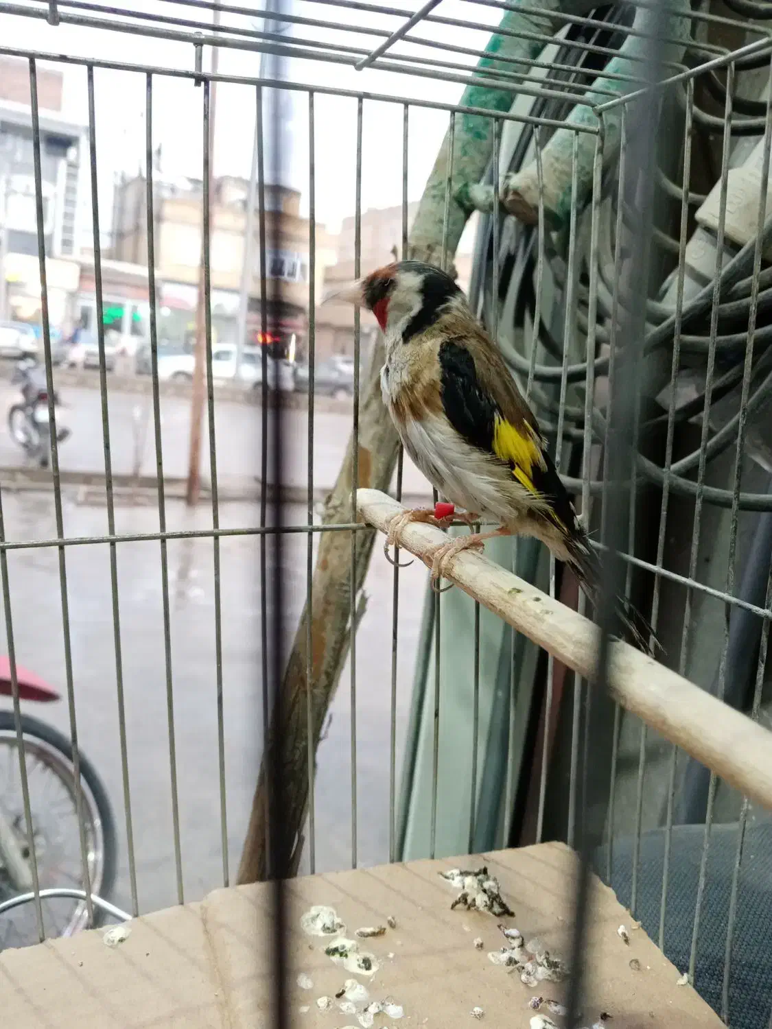 سهره نر|پرنده|بوکان, |دیوار