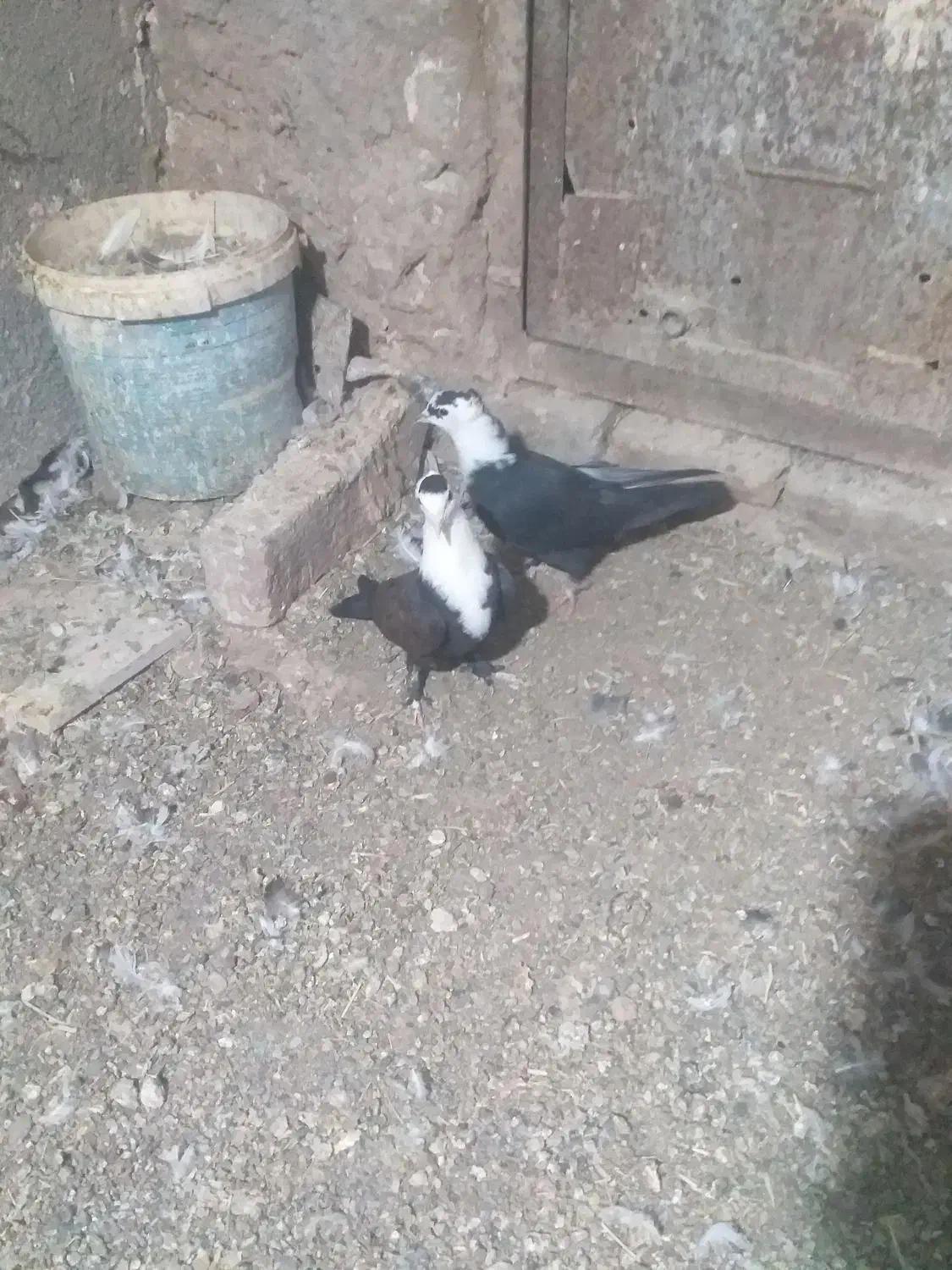 کبوتر جفتگاه|پرنده|مشهد, انقلاب|دیوار