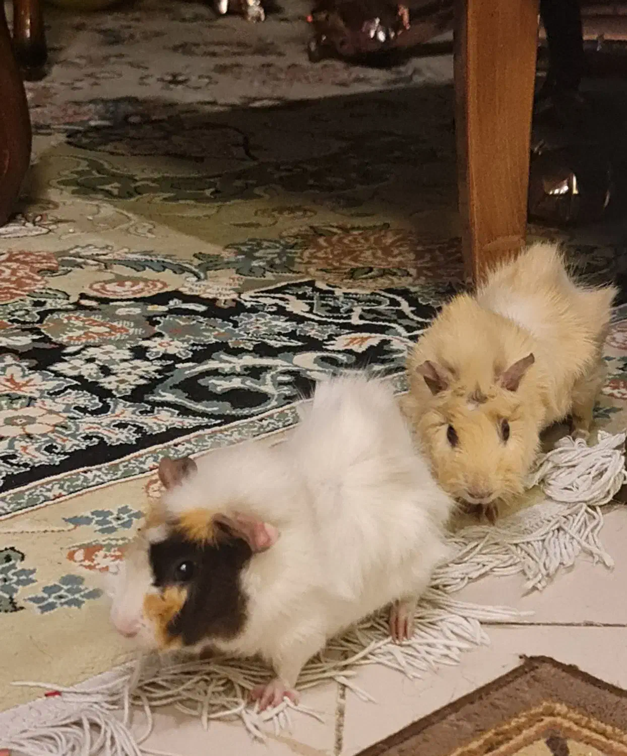 واگذاری یک جفت خوکچه هندی ناز و شیطون|موش و خرگوش|تهران, افسریه شمالی|دیوار