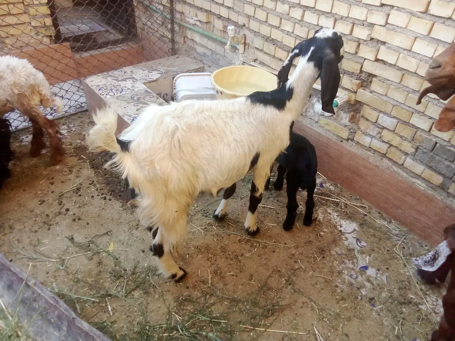 بز ماده مطفل با بزقاله ماده|حیوانات مزرعه|خرمشهر, |دیوار