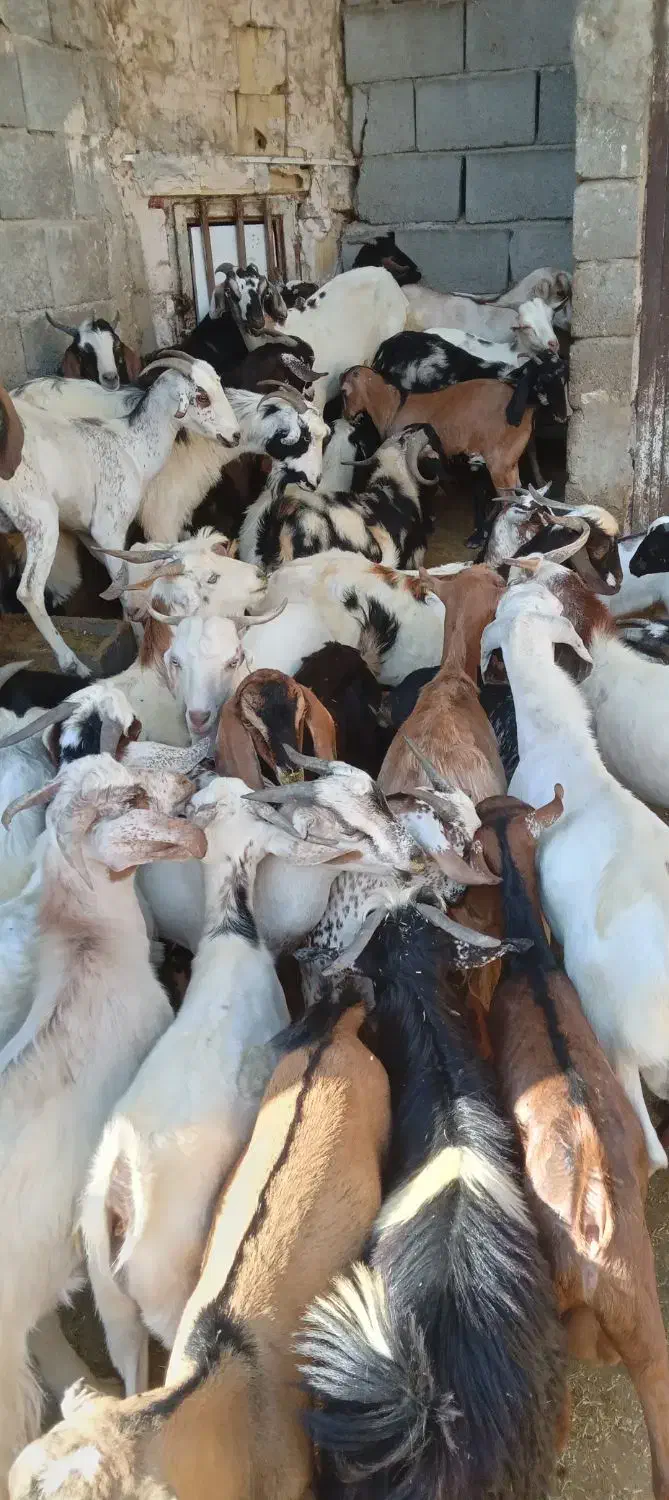 کهره نر و بز با قصابی خود بندرعباس|حیوانات مزرعه|بندرعباس, |دیوار