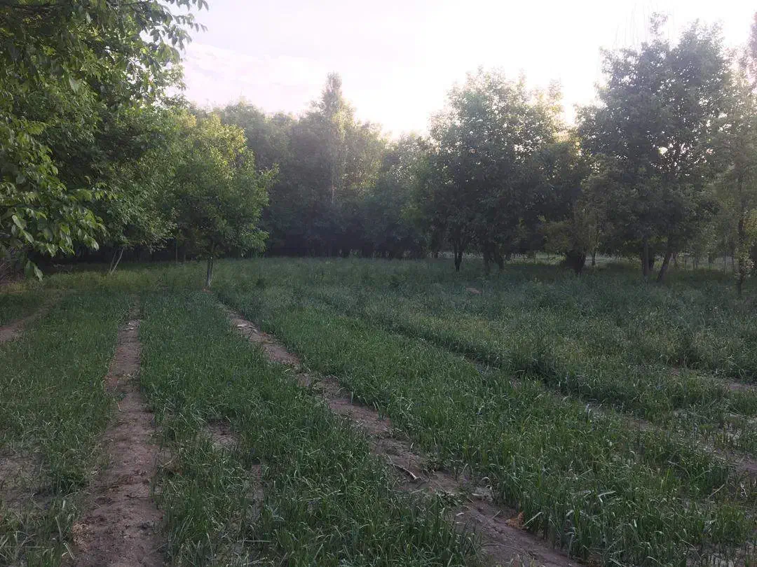 زمین زراعتی دارای آب بصورت 24 ساعته جوراج|اجارهٔ دفتر صنعتی، کشاورزی، تجاری|نهاوند, |دیوار