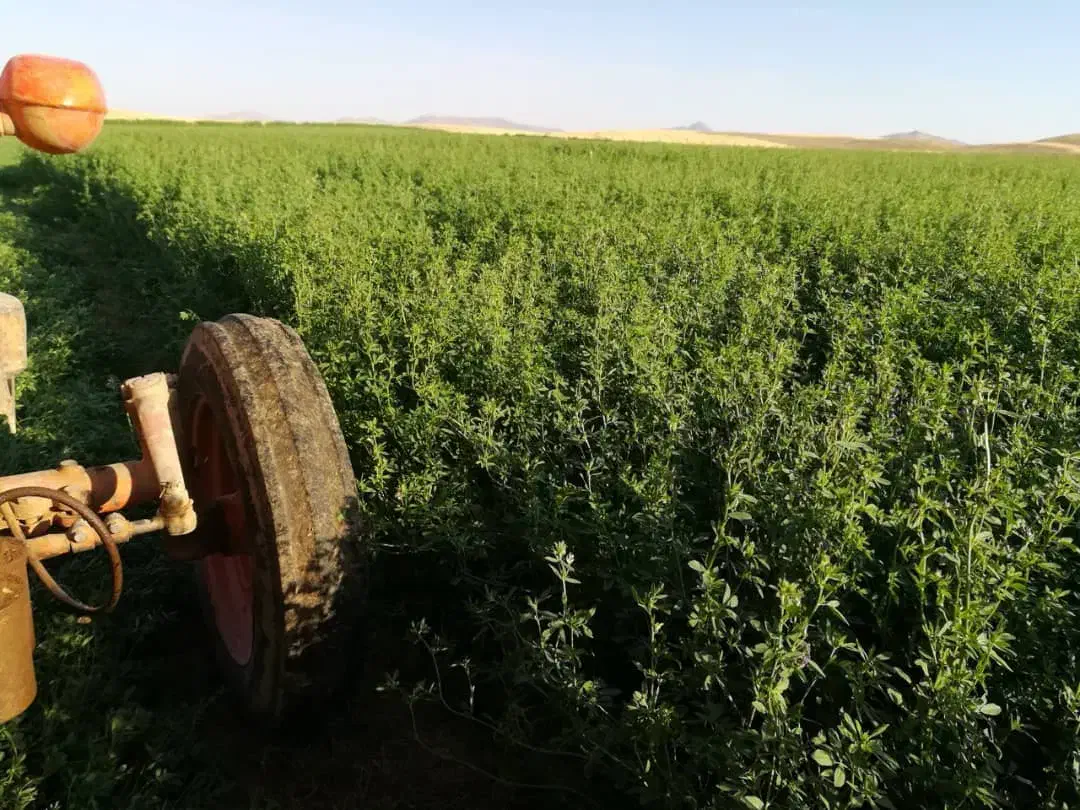 فروش رنجرمائوپا|خدمات باغبانی و درختکاری|بندرعباس, |دیوار