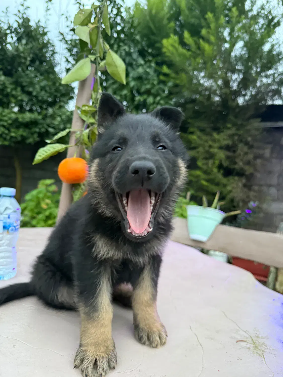 توله ژرمن|سگ|رشت, بلوار گیلان|دیوار