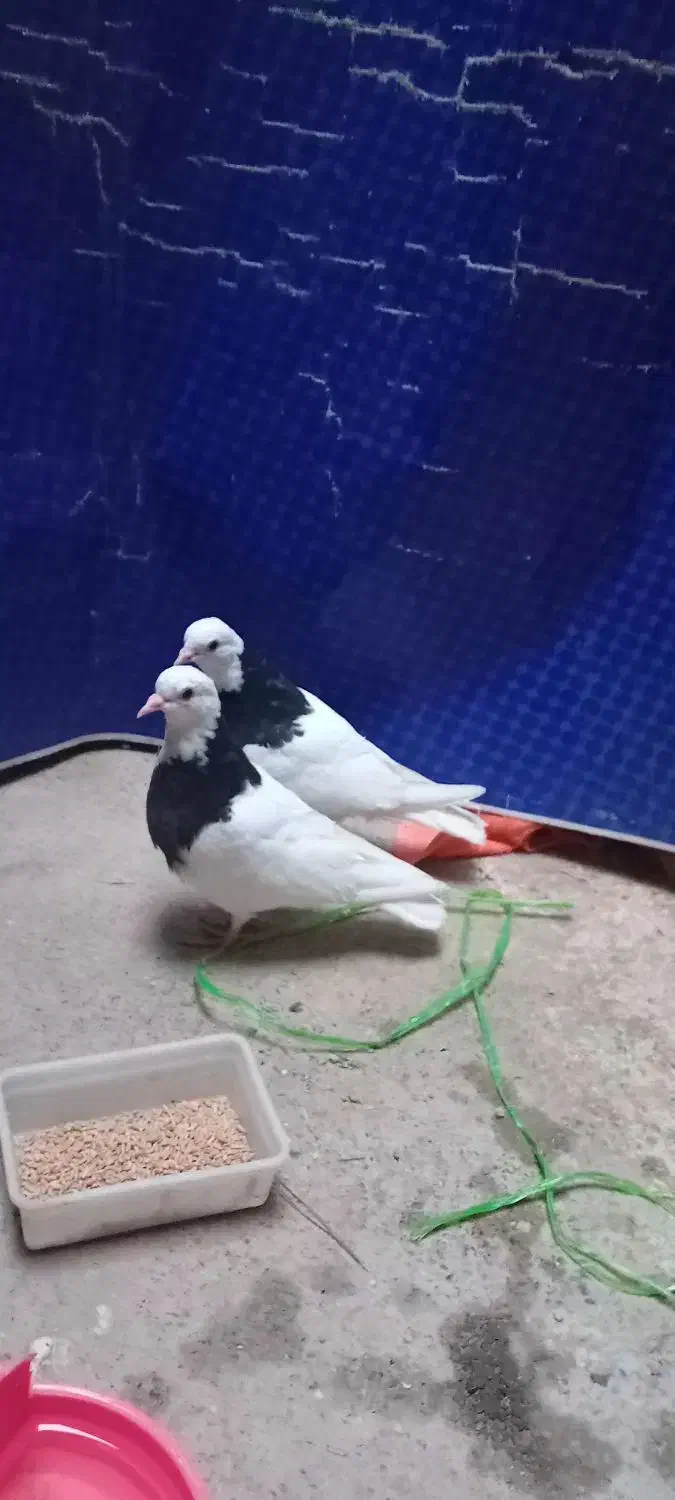 کفتر|پرنده|جلگه ماژان, |دیوار