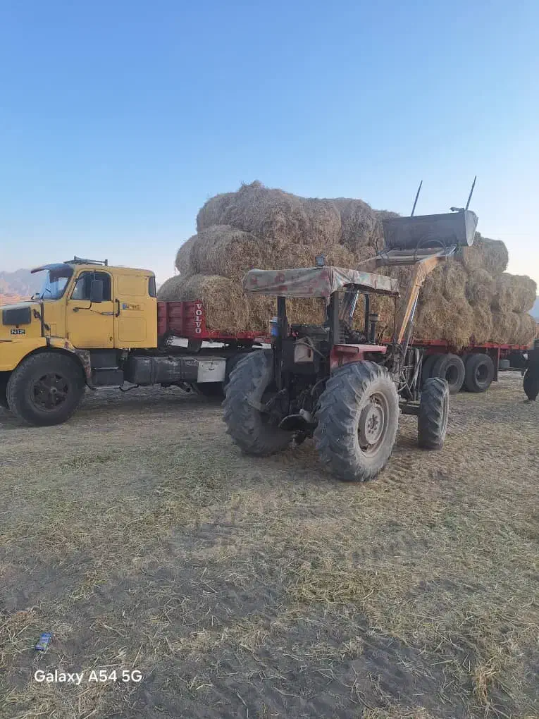 کلش سوفال برنج درجه یک|حیوانات مزرعه|کامفیروز, |دیوار