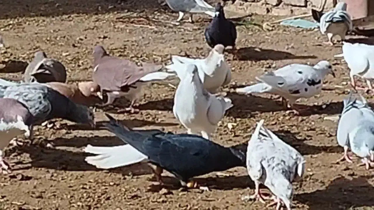 کبوتر رنگی هفرنگ|پرنده|بوئین زهرا, |دیوار