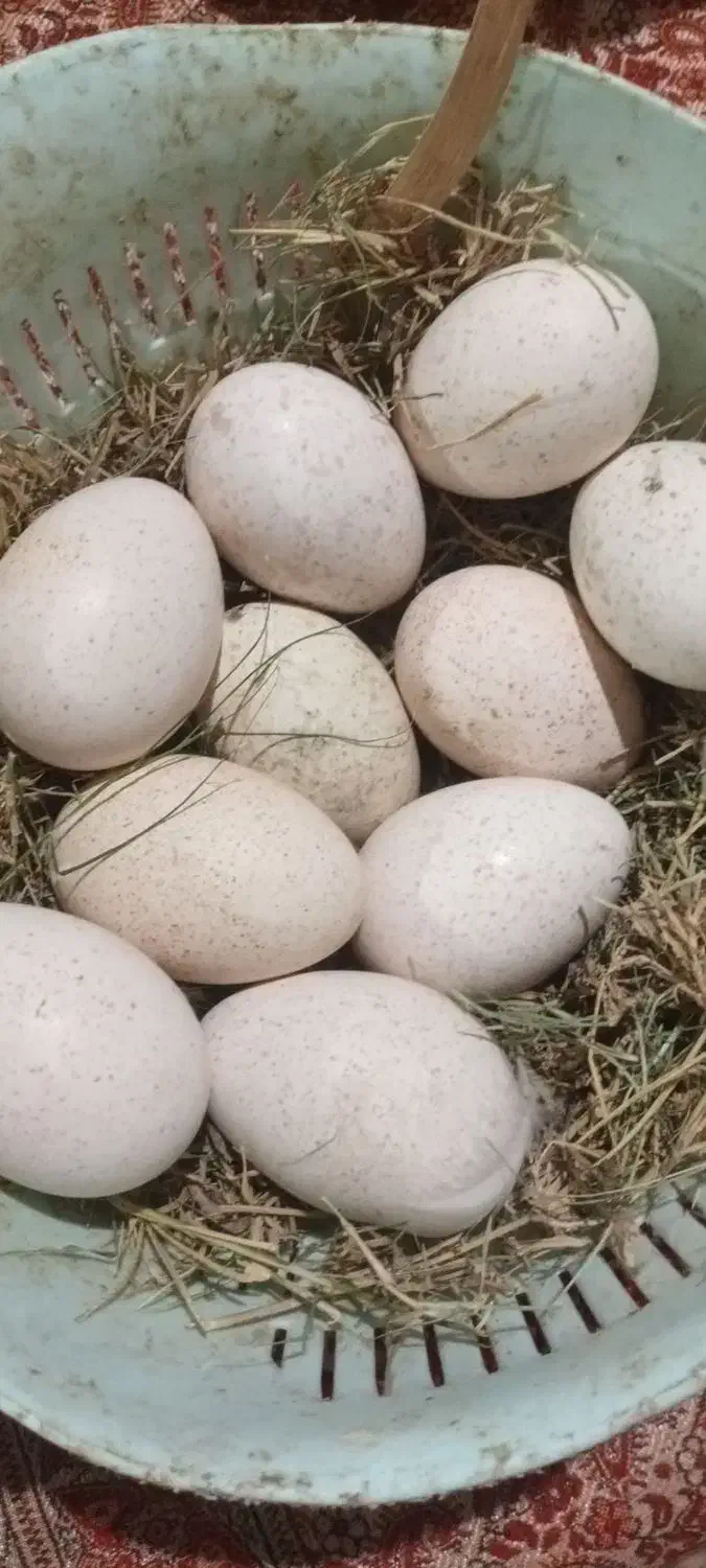 تخم بوقلمون مرینوستهداد|حیوانات مزرعه|کرباسک, |دیوار