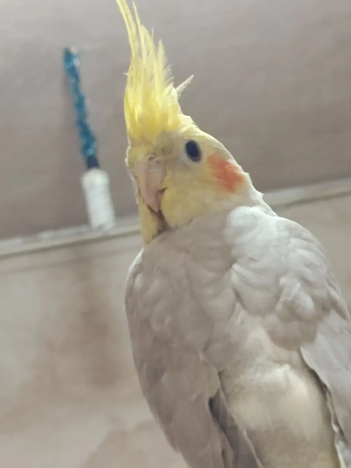 عروس هلندی ماده|پرنده|اسدآباد, |دیوار