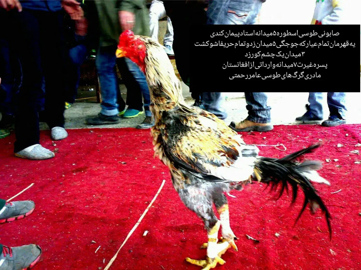 خروس‌لاری|حیوانات مزرعه|رباط‌کریم, رباط‌کریم|دیوار