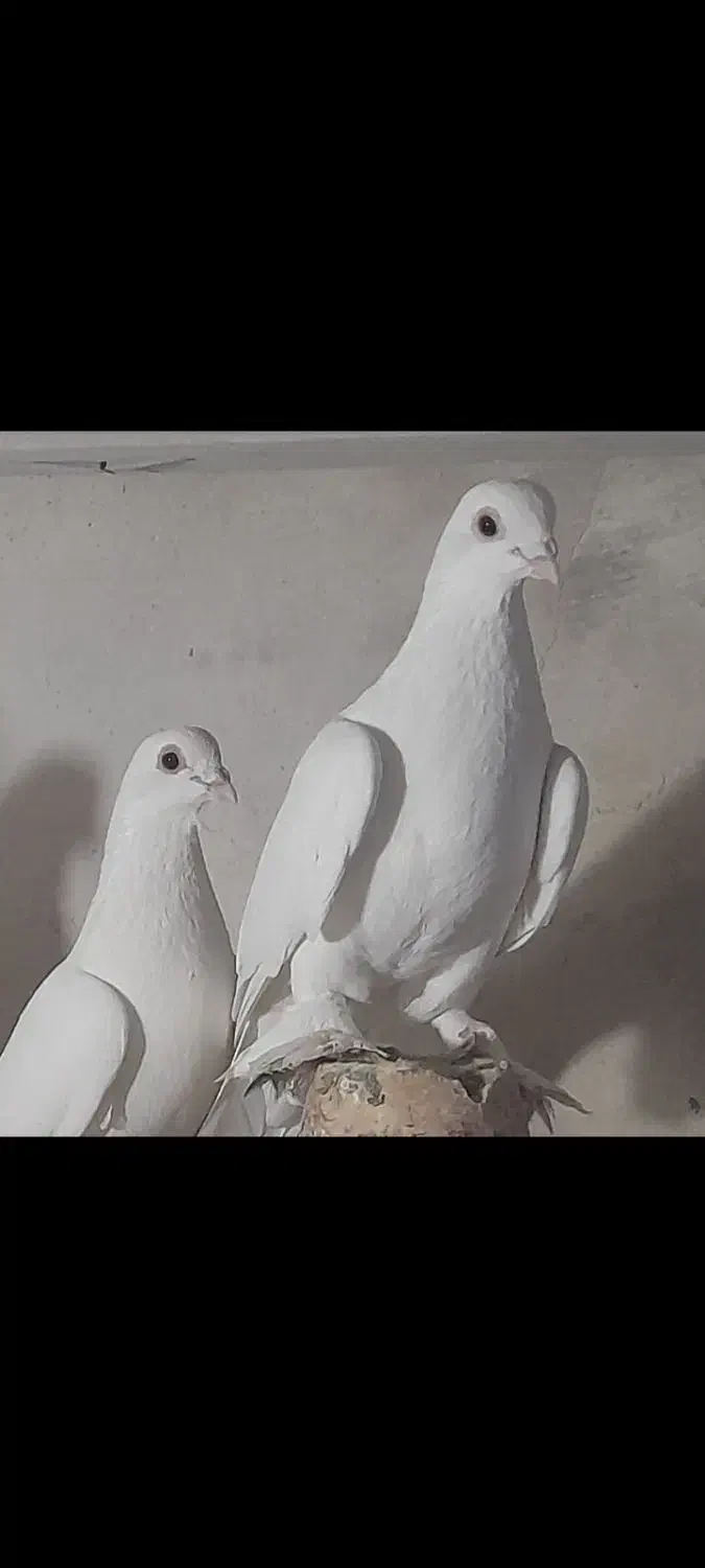 کفتر|پرنده|تبریز, |دیوار