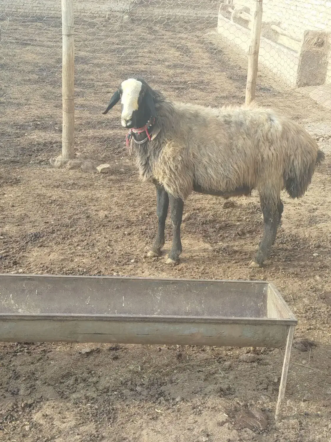 یک راس قوچ شال دوساله|حیوانات مزرعه|خرمدشت, |دیوار