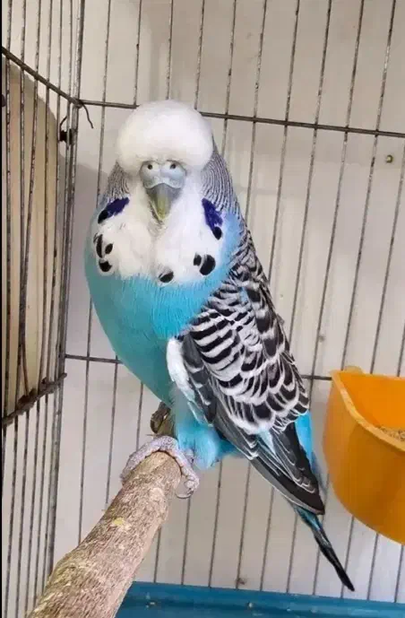 مرغ عشق انگلیسی قناری|پرنده|اهواز, زیتون کارمندی|دیوار