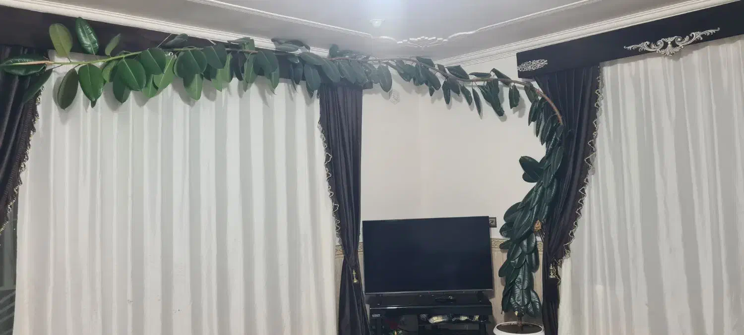 گل گوه فیل|گل و گیاه طبیعی|بانه, |دیوار