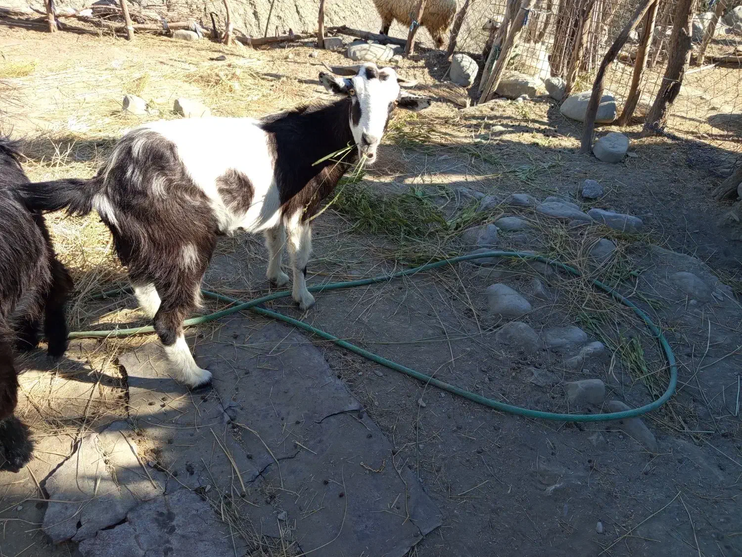 بز محلی جوان|حیوانات مزرعه|بشاگرد, |دیوار