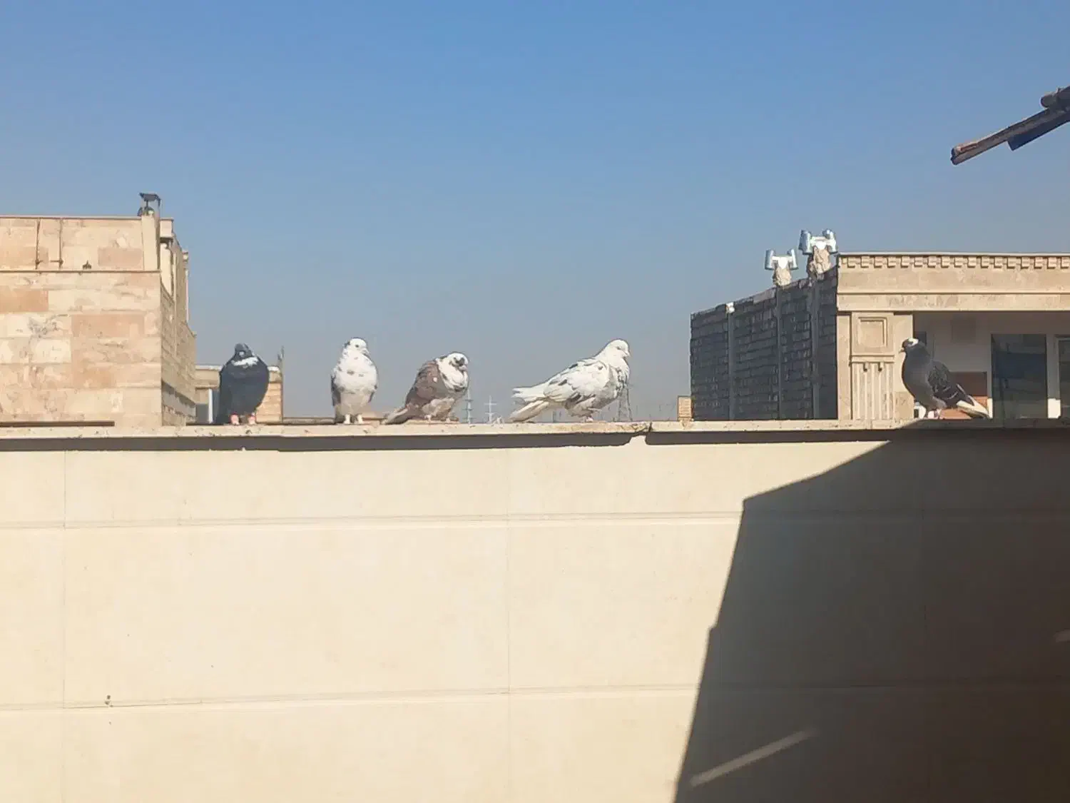 کفتر پرشی|پرنده|قم, محمد آباد|دیوار