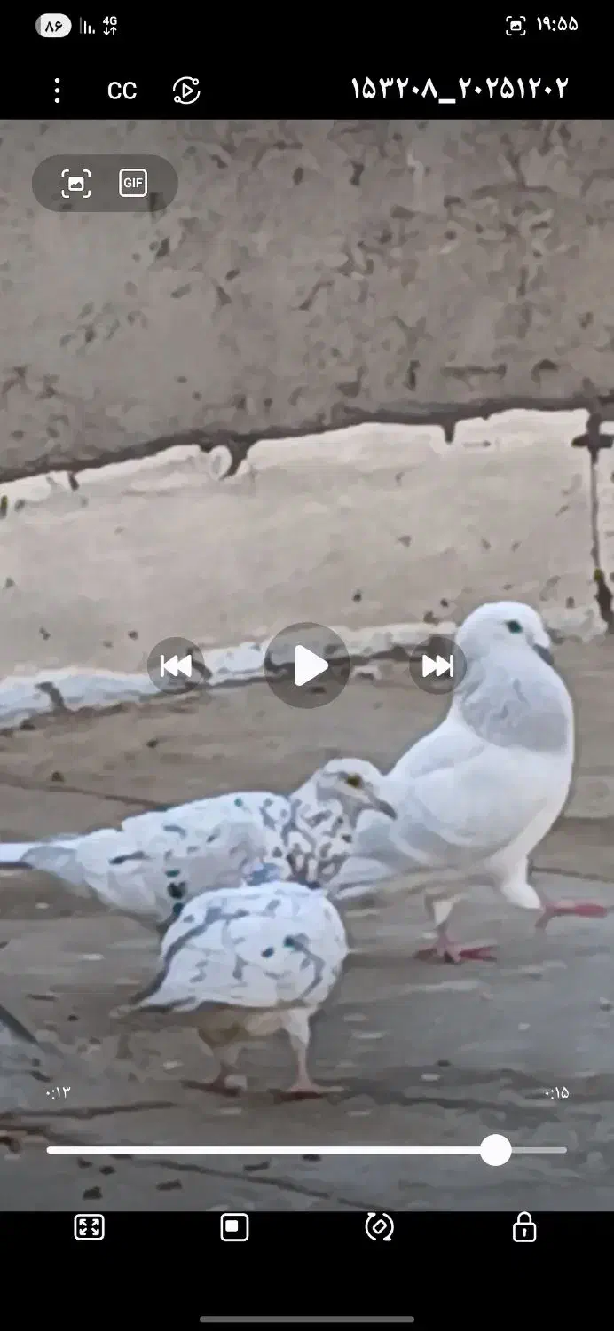 کبوتر شامی|پرنده|قزوین, |دیوار