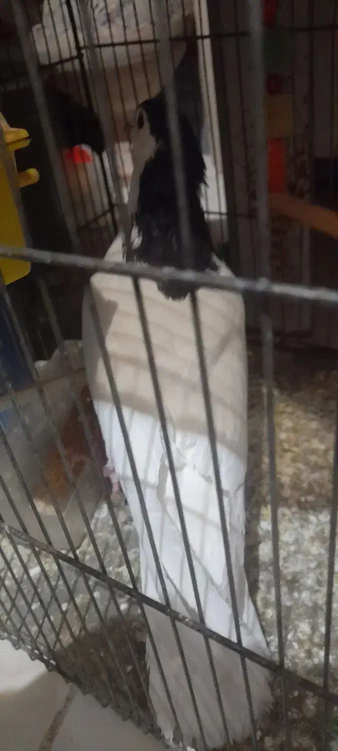 کفتر خال|پرنده|قائن, |دیوار