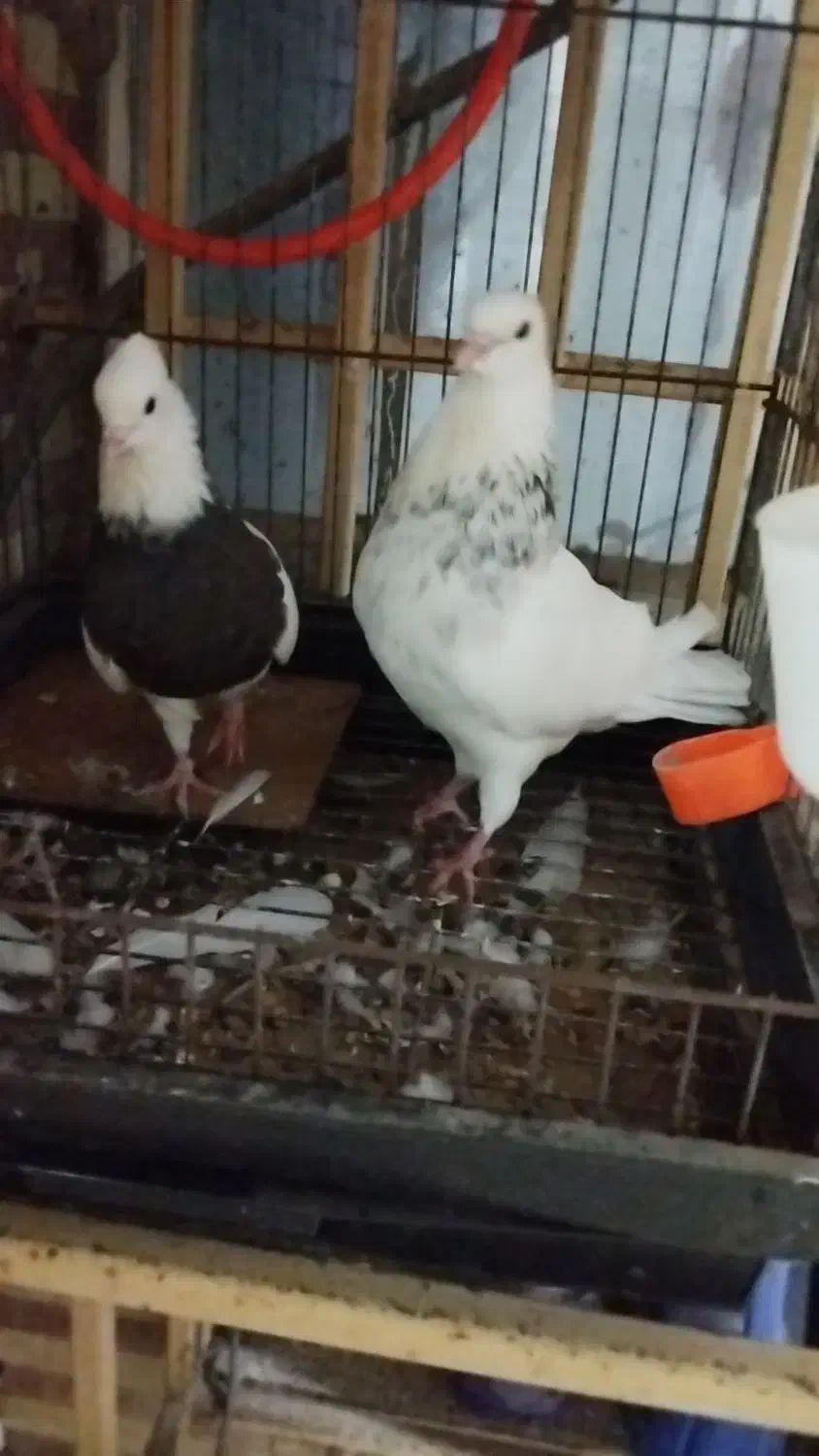 چهار تا کبوتر طوقی سه ماده یه نر|پرنده|چابهار, |دیوار