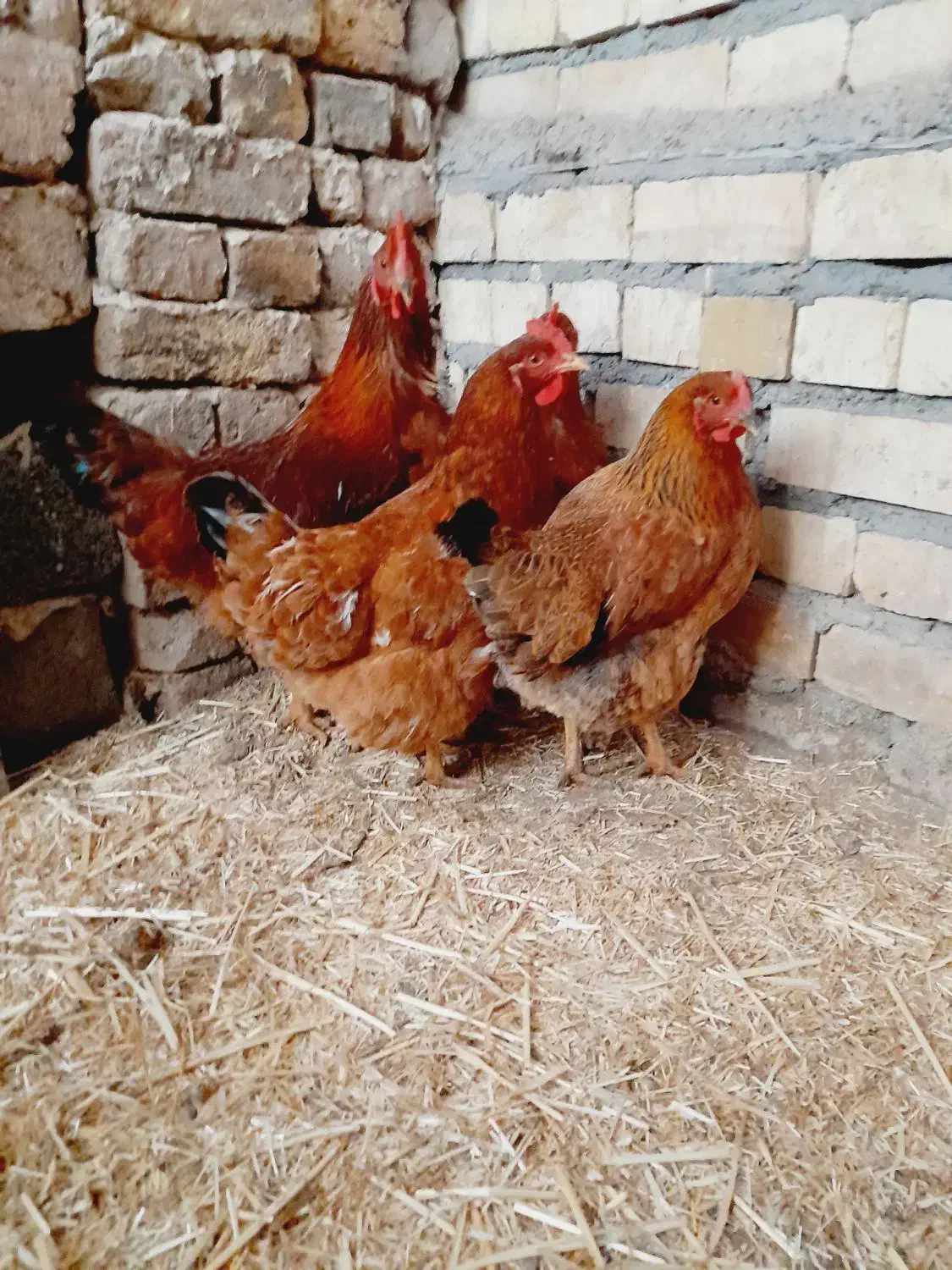 مرغ محلی تخمی|حیوانات مزرعه|فریمان, |دیوار