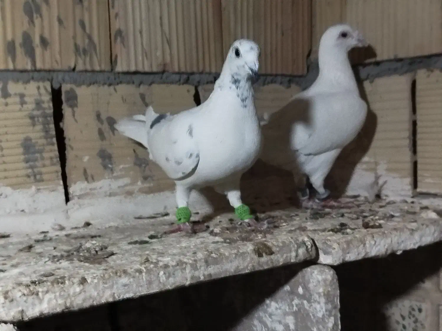 کبوتر|پرنده|شال, |دیوار