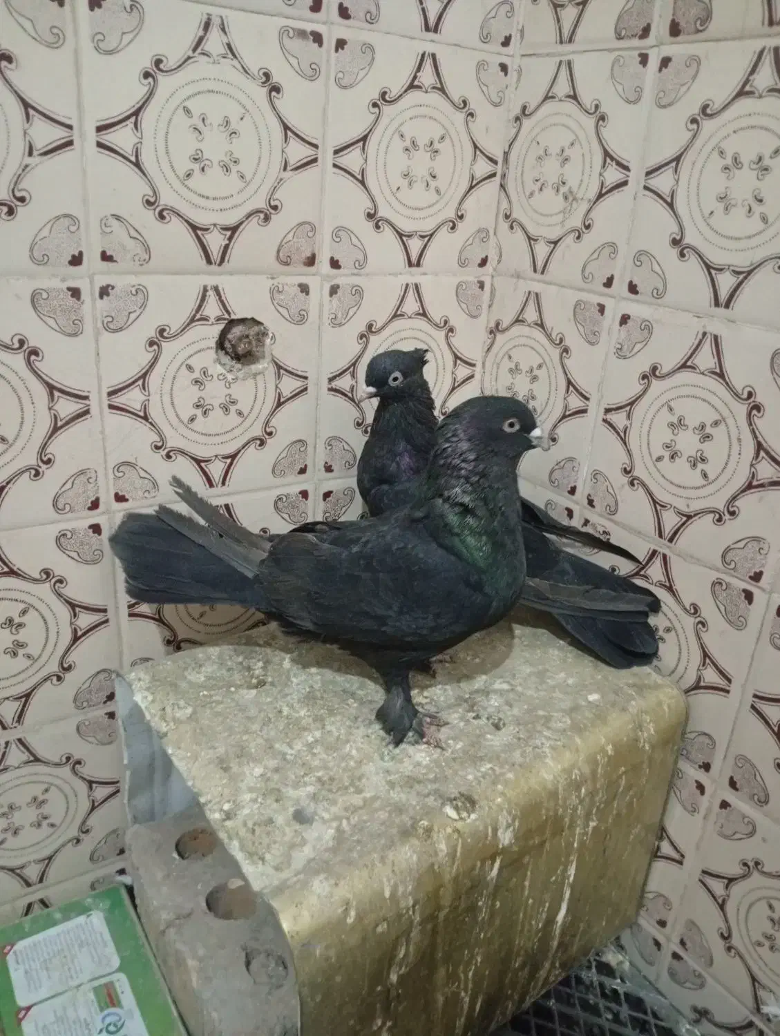 کفتر بهبهانی خوب|پرنده|مرودشت, بیست متری بیمارستان|دیوار