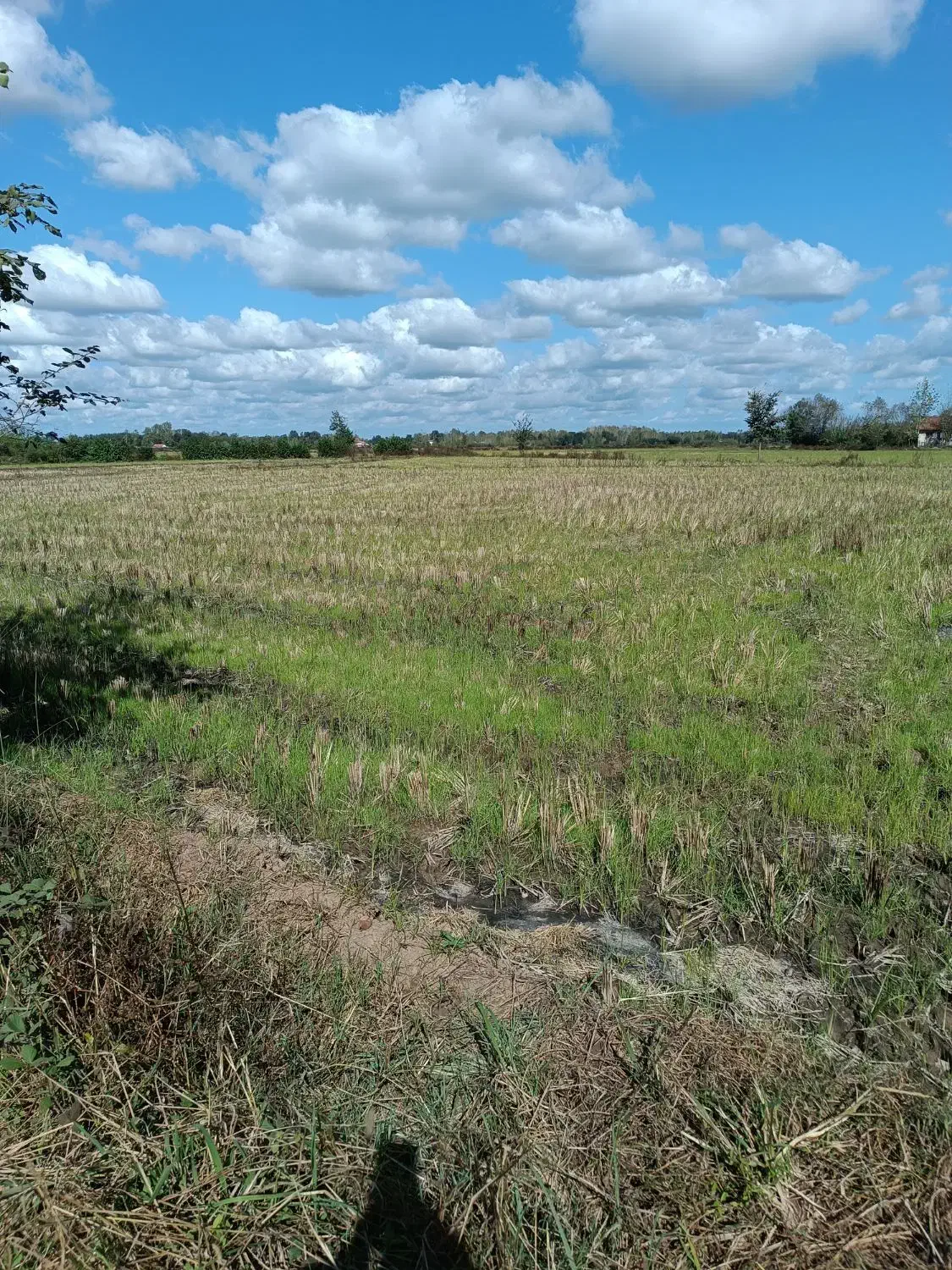 5 هزار متر زمین شالیزار/مکانیزه در لفمجان|فروش دفتر صنعتی، کشاورزی، تجاری|لاهیجان, لفمجان|دیوار
