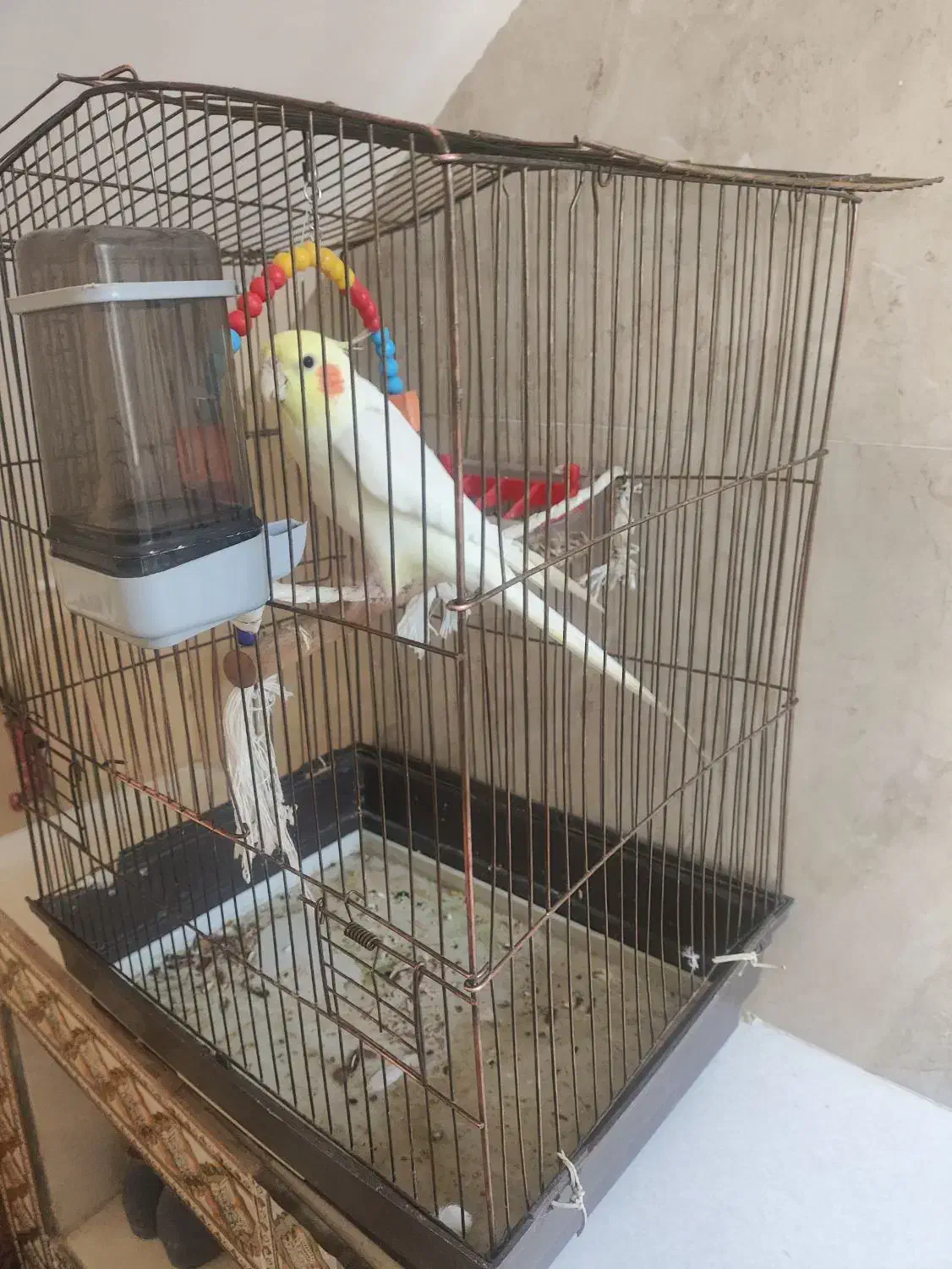 عروس هلندی سخنگو|پرنده|زاهدان, |دیوار