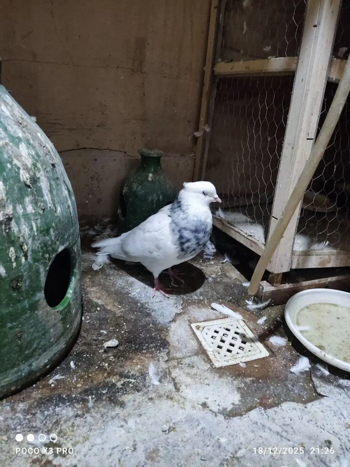 طوقی|پرنده|رباط‌کریم, مسکن مهر آبشناسان|دیوار