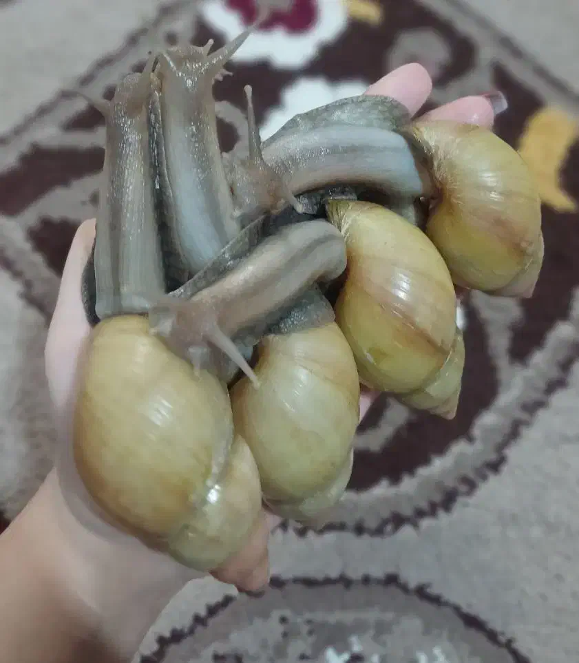 حلزون|خزنده|بوکان, |دیوار