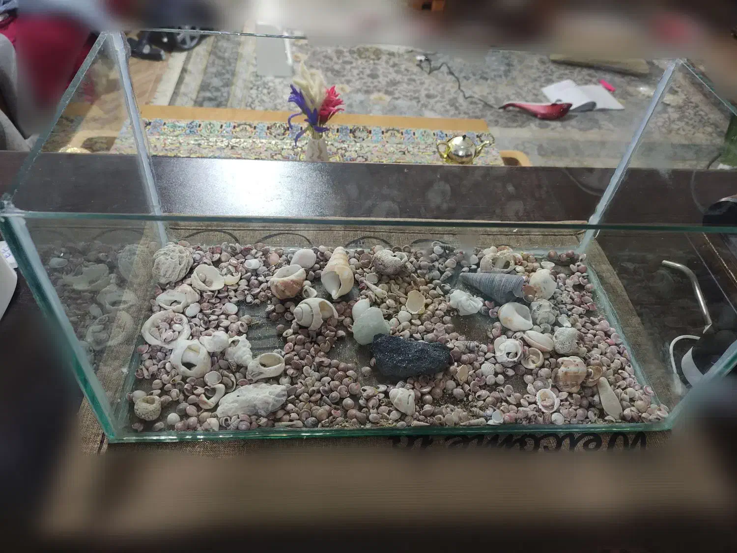 شیشه اکواریوم|ماهی|قشم, |دیوار