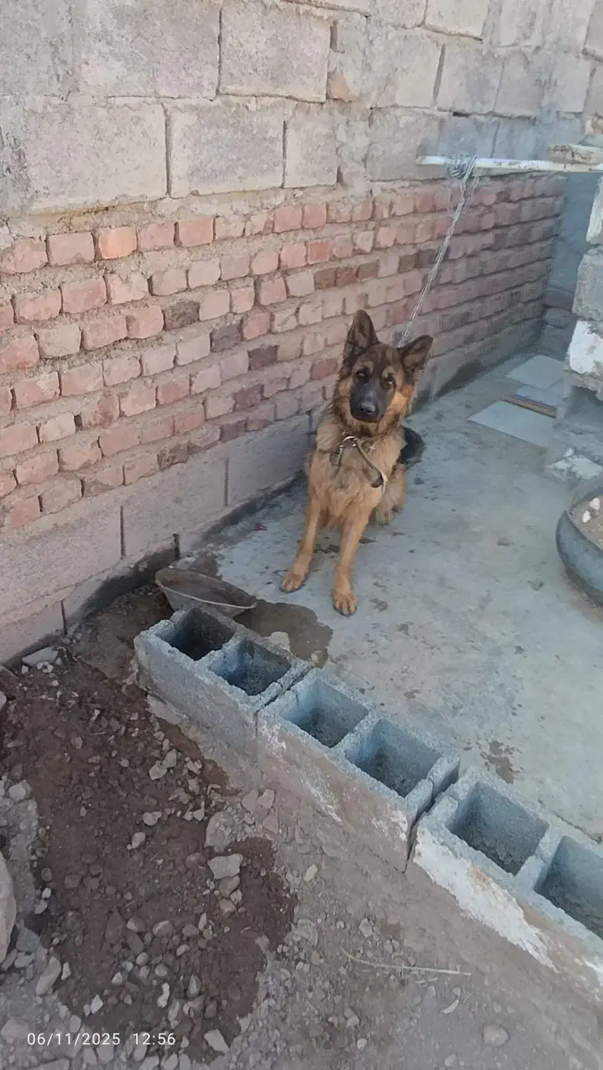 ژرمن مو بلند ماده|سگ|زرند, |دیوار