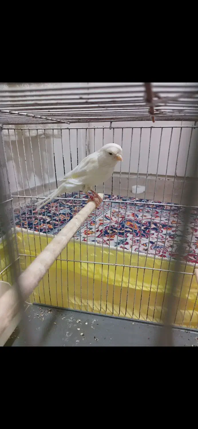 قناری رسمی بلند نر|پرنده|تهران, جیحون|دیوار