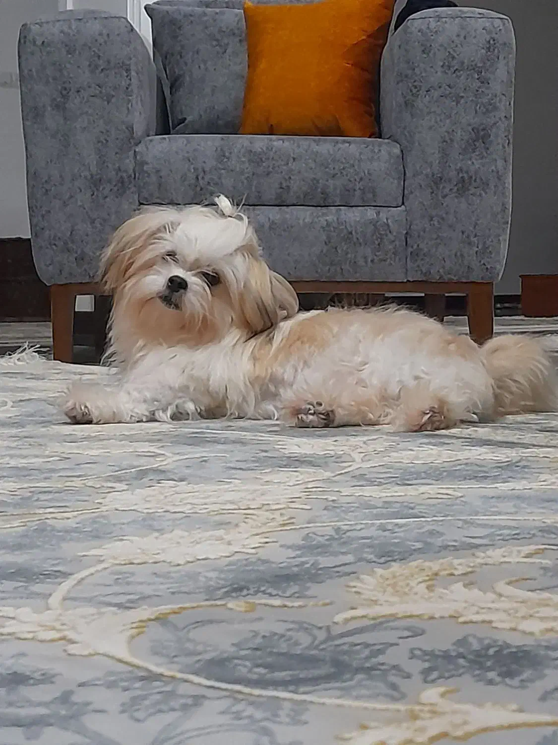 سگ نژاد مالتیز عروسکی ماده سایز صفر|سگ|رامسر, |دیوار