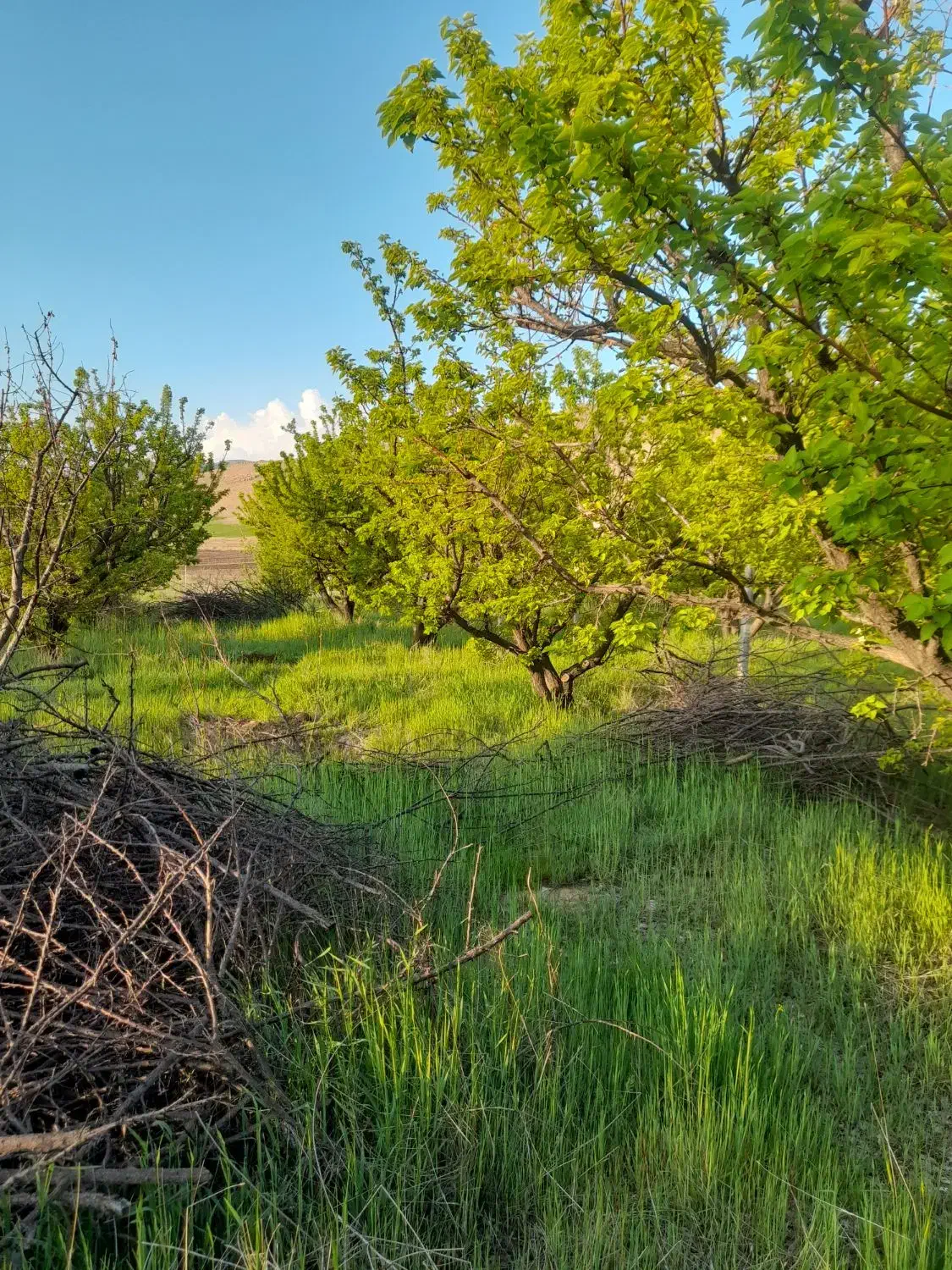باغ ۱۵ ساله کامل با برق فنس کشی کامل و نگهبان|فروش دفتر صنعتی، کشاورزی، تجاری|دورود, |دیوار