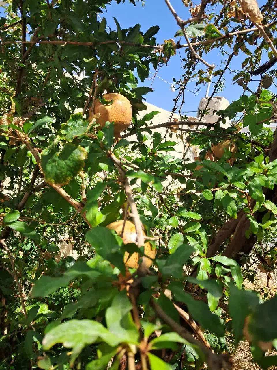 خونه ویلای روستایی|فروش خانه و ویلا|سلفچگان, |دیوار