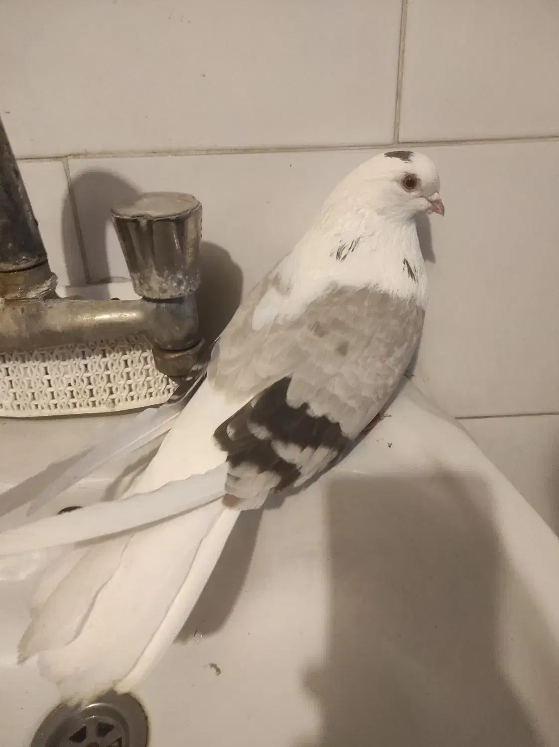 ماده دوکت سبز|پرنده|بندر امام خمینی, |دیوار