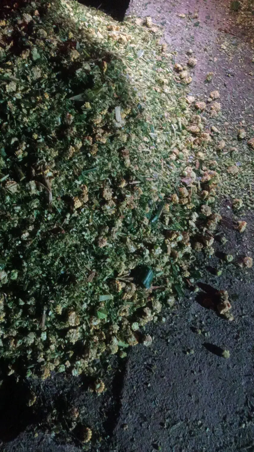 ذرت علوفه بسته بندی|عمدهفروشی|یامچی, |دیوار