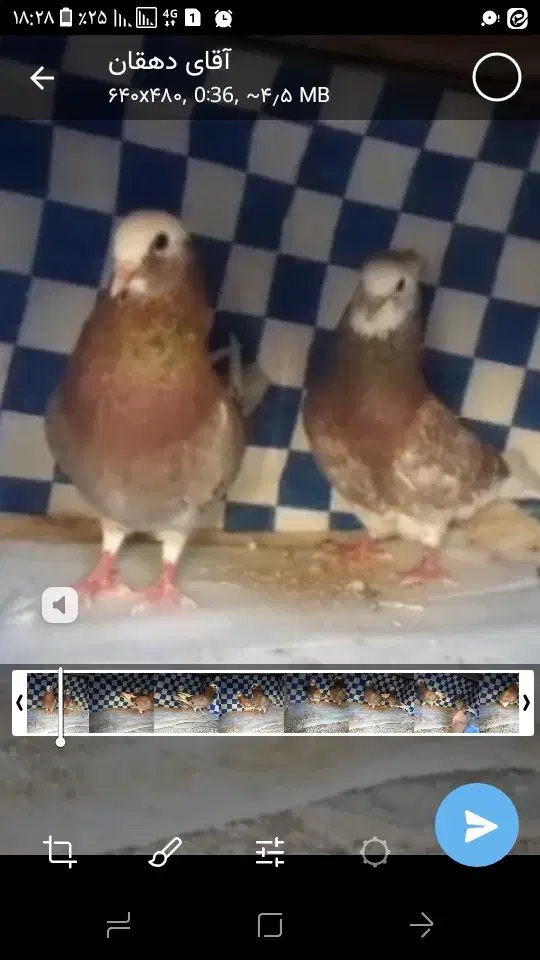 یک جفت کفترنقش پرشی وعالی|پرنده|حمیدیا, |دیوار