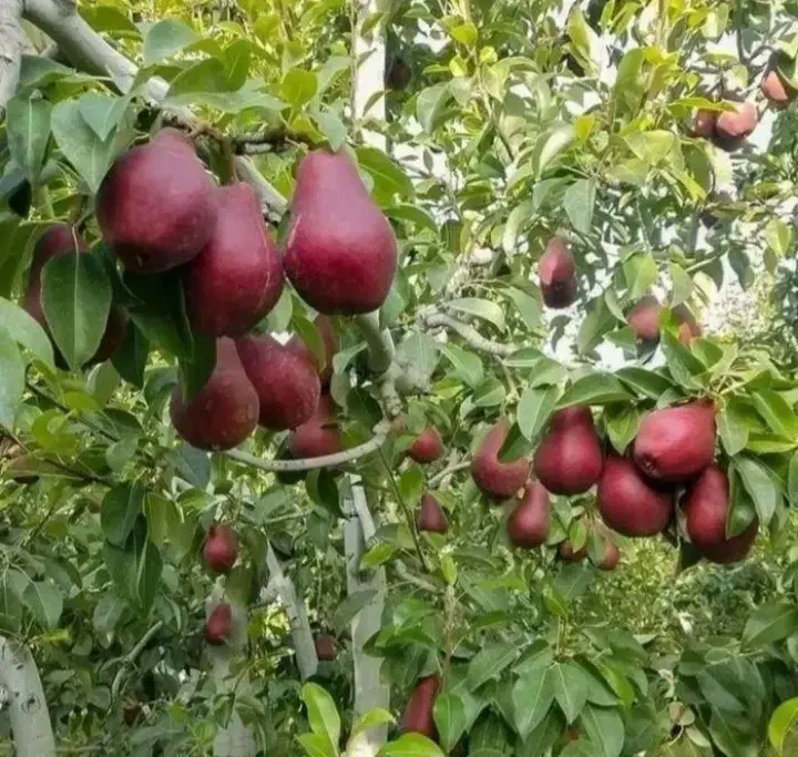 آنجو  درخت گلابی قرمز ،نهال گلخانه نهالستان درمشهد|خدمات باغبانی و درختکاری|مشهد, خواجه ربیع|دیوار