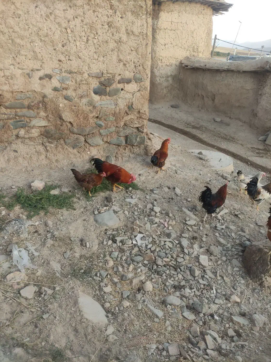 خروس|حیوانات مزرعه|دینور, |دیوار