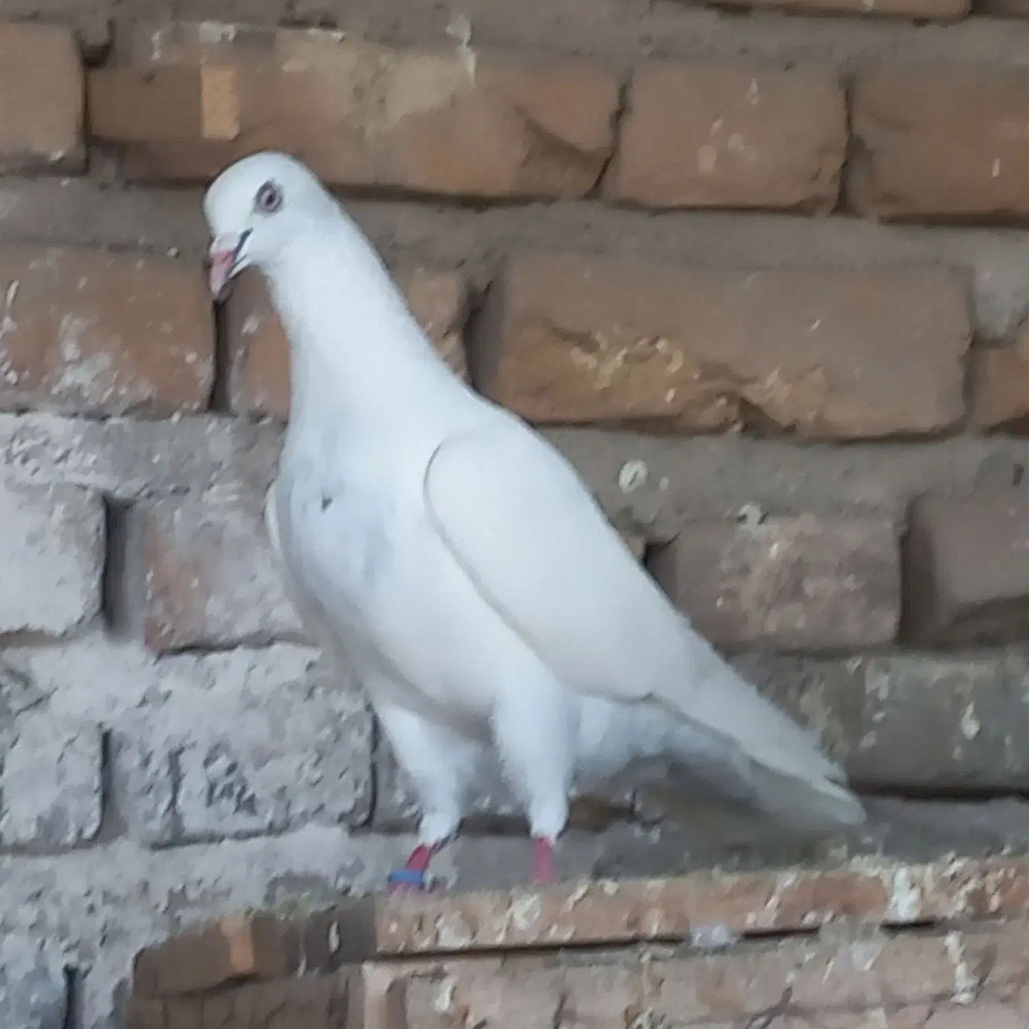 پتی والا|حیوانات|آق قلا, |دیوار