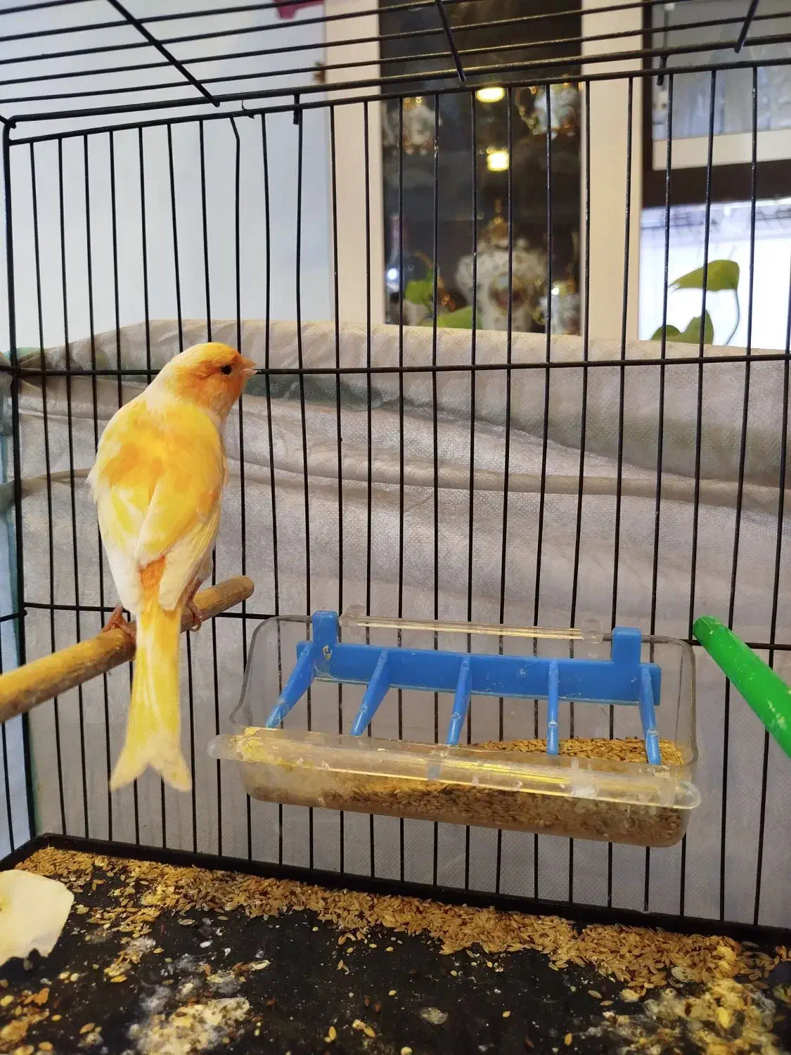 فروش قناری نر|پرنده|فردیس, شهرک شهید حسینی|دیوار