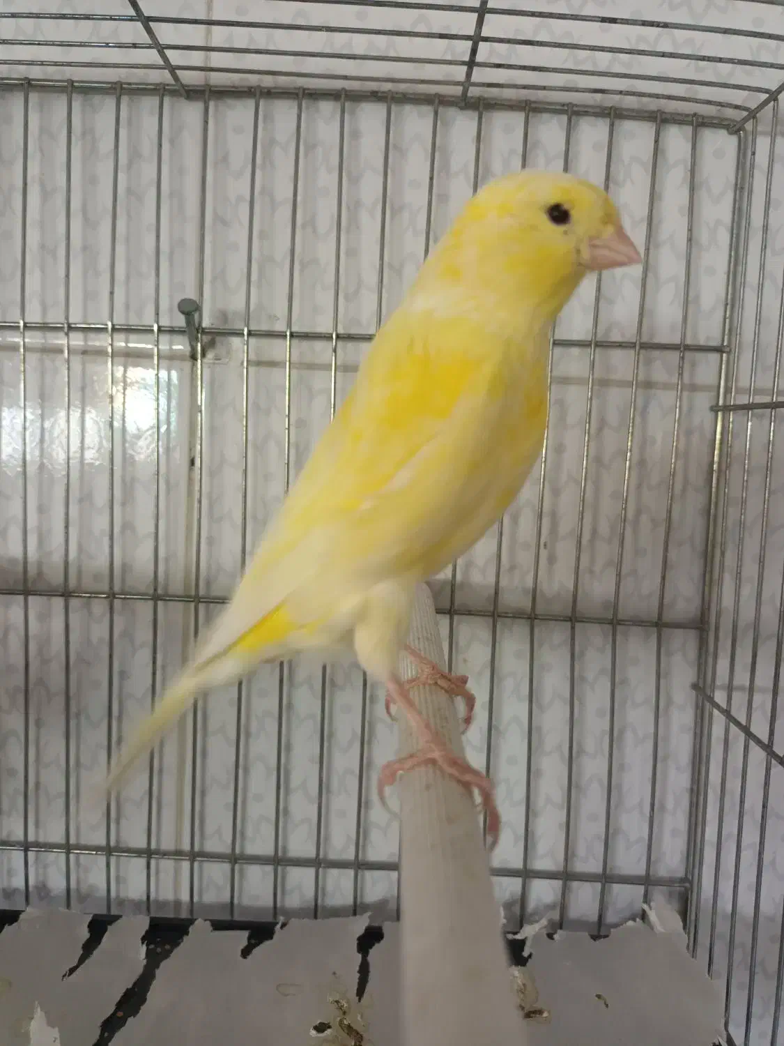 قناری نرخوش رنگ وزیبا|پرنده|کاشان, فاز ۱ ناجی آباد|دیوار