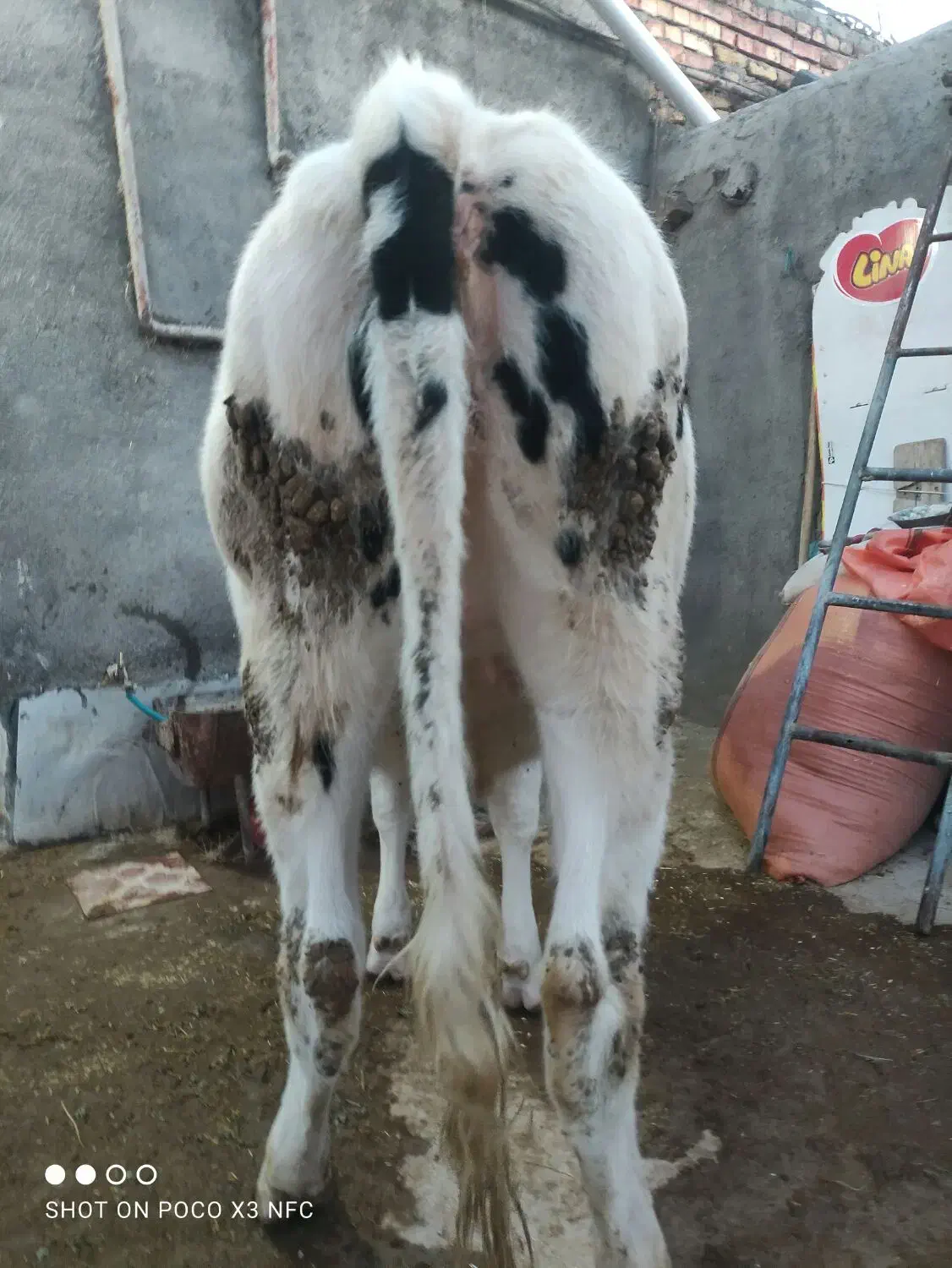 گاو  .گوساله  پروری بهترین خوراک گوشتی مال قصاب|حیوانات مزرعه|تبریز, |دیوار