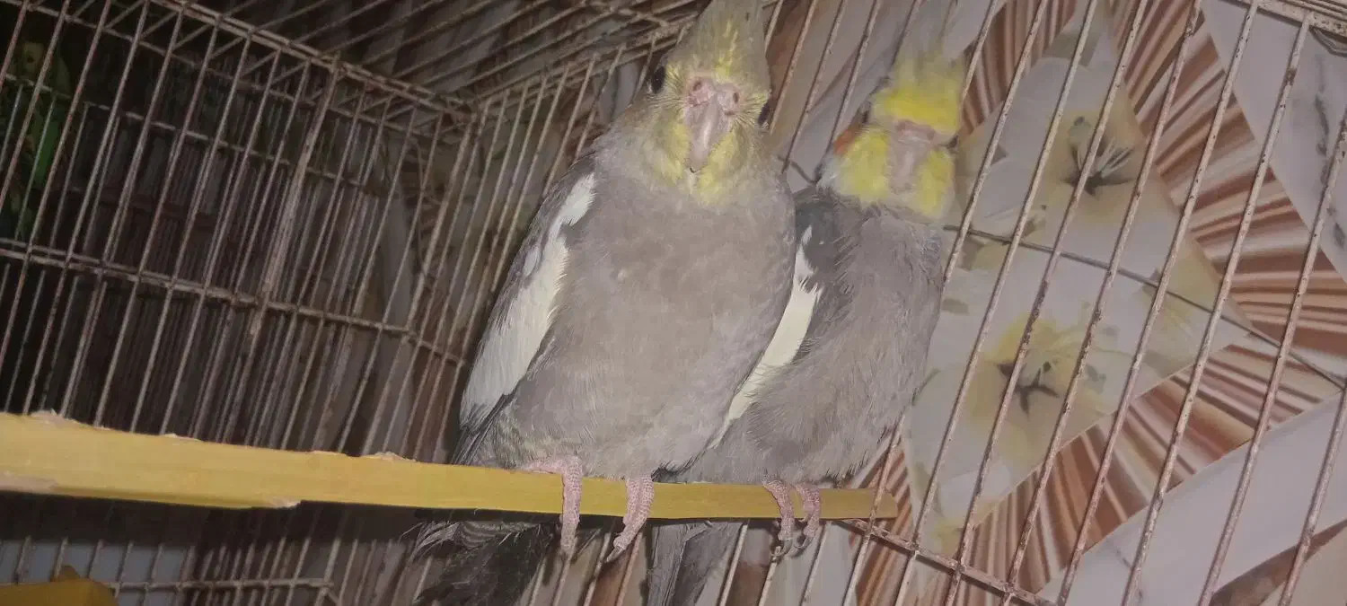 یک جفت عروس هلندی|پرنده|شادگان, |دیوار