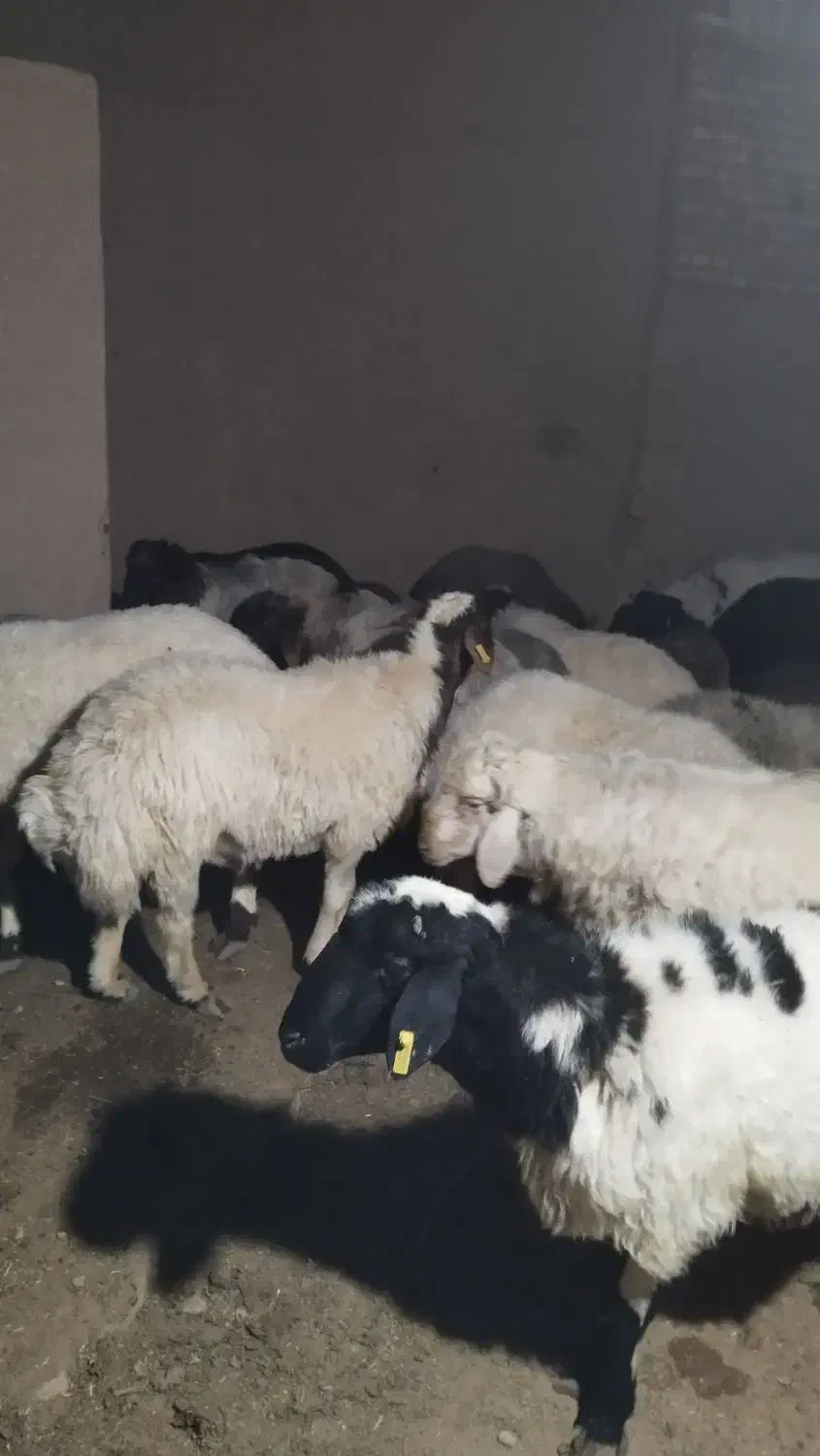 بره نر چاق گوسفند|حیوانات مزرعه|یزد, |دیوار