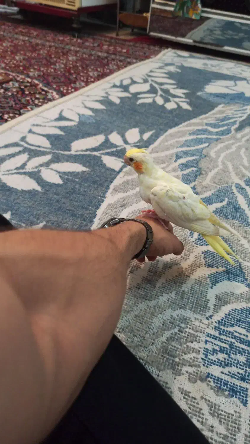 عروس هلندی|پرنده|سرپل ذهاب, |دیوار