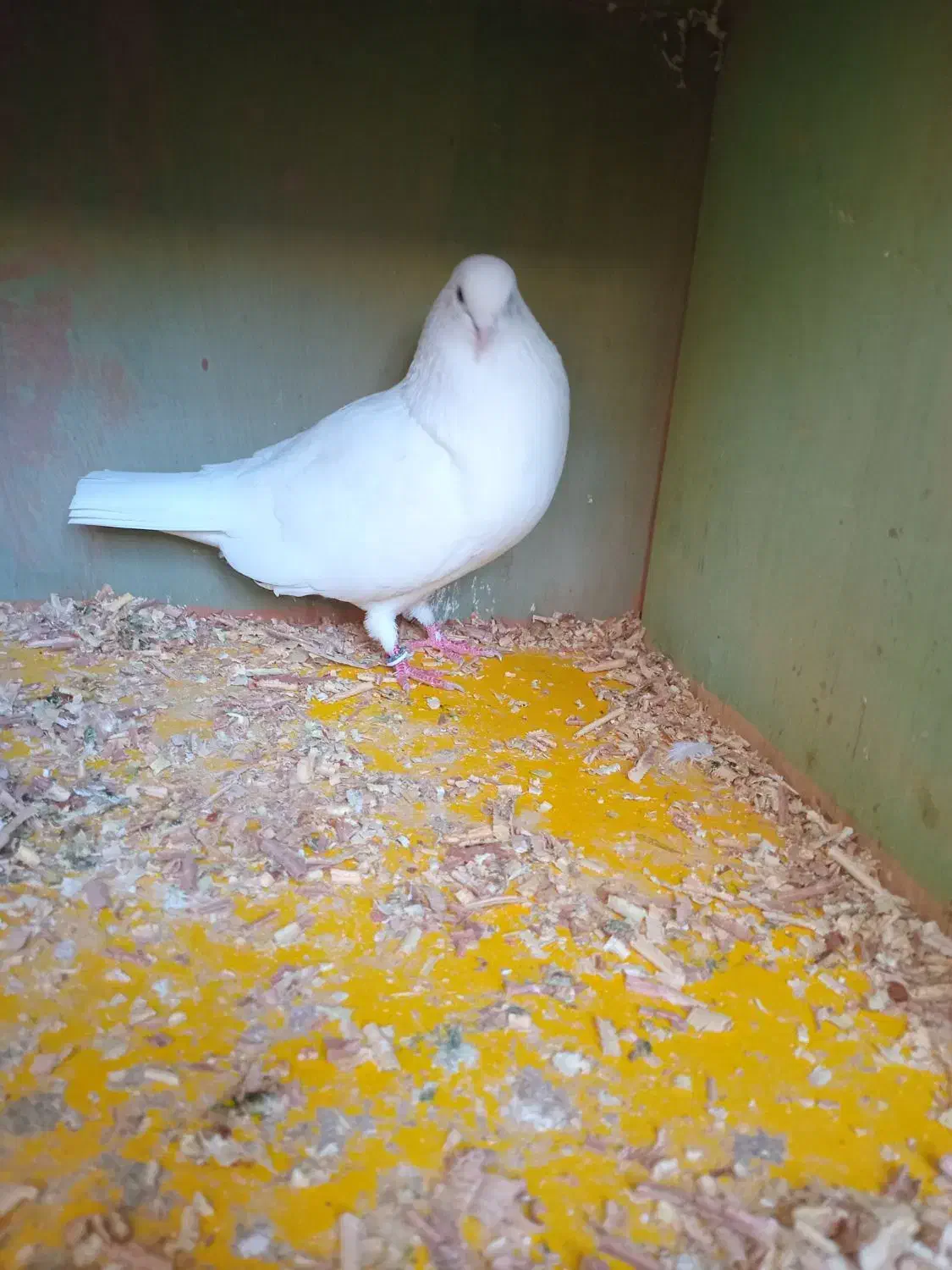 کبوتر سفید منشی|پرنده|رشت, کوی جام جم|دیوار