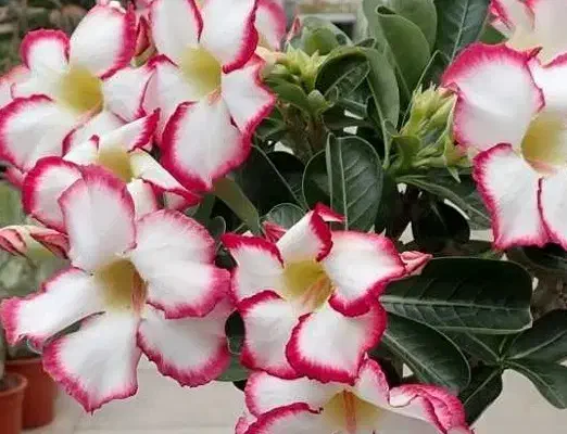 گل بونسای آدنیوم|گل و گیاه طبیعی|میاندوآب, |دیوار